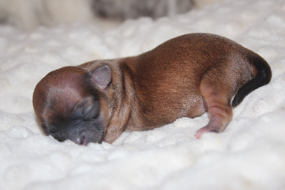 CHIOT 1