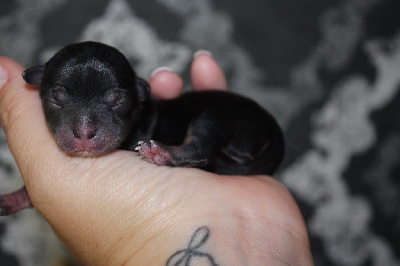 CHIOT 3