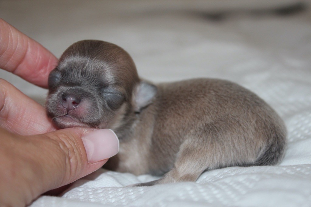 Des Minis Trésors - Chiots disponibles - Chihuahua