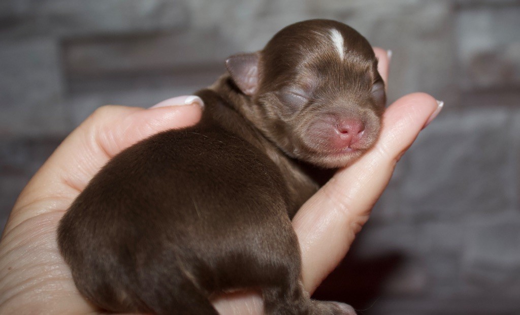 Des Minis Trésors - Chiots disponibles - Chihuahua