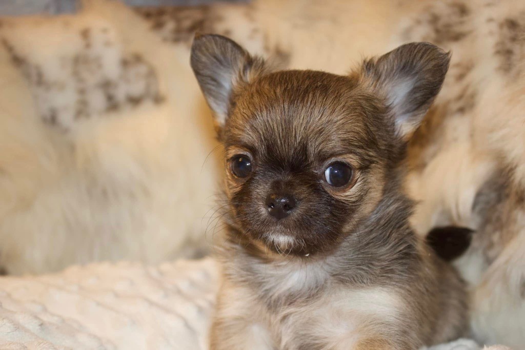 Des Minis Trésors - Chiots disponibles - Chihuahua