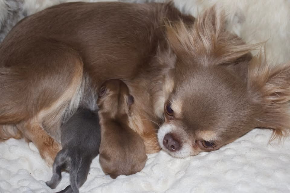 Chiot Chihuahua Des Minis Trésors