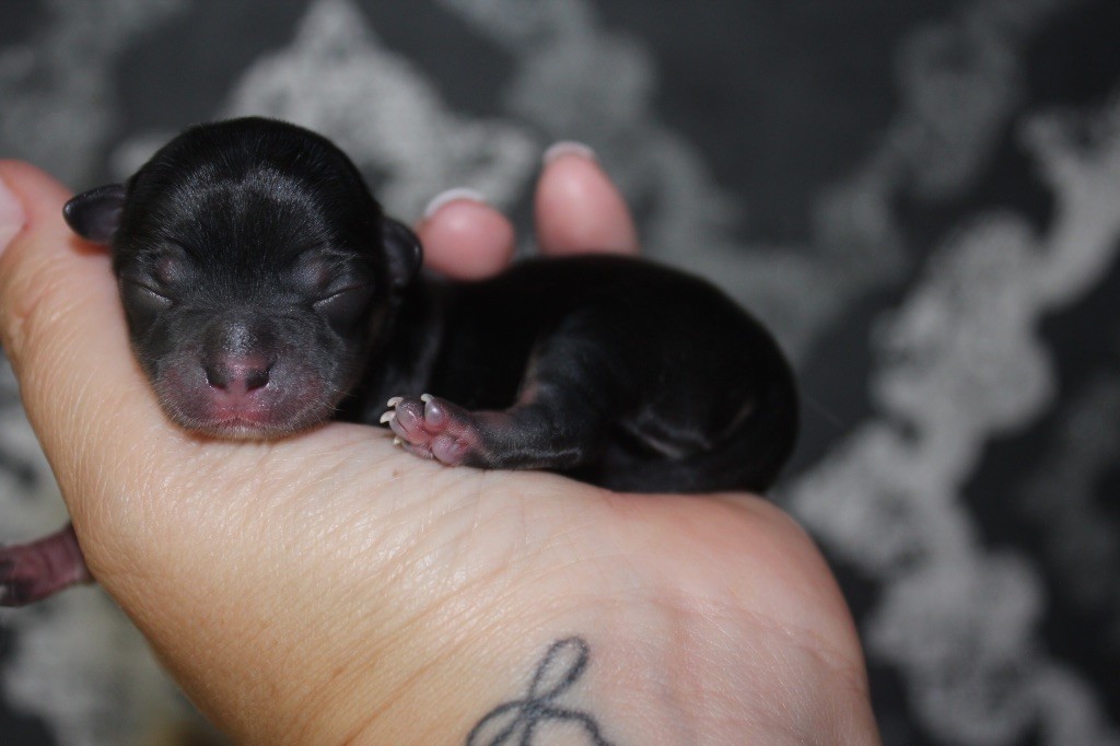 Des Minis Trésors - Chiots disponibles - Chihuahua
