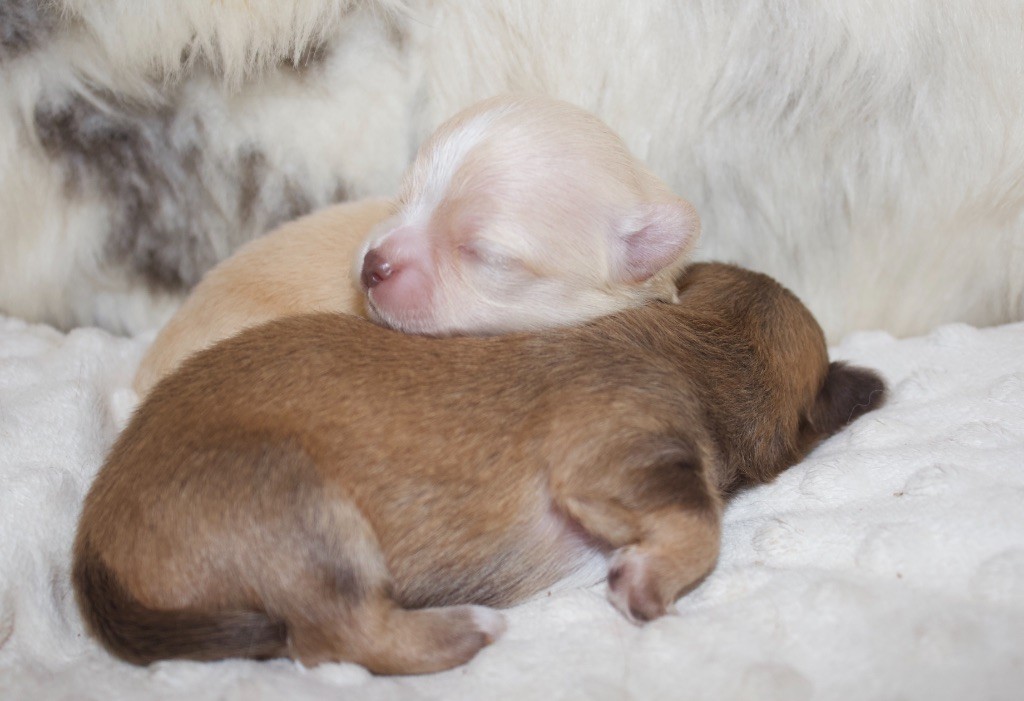 Chiot Chihuahua Des Minis Trésors